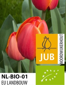 Tulipán Ad Rem BIO